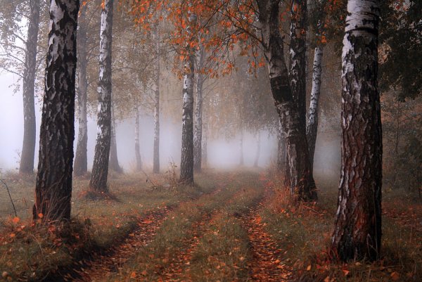 Осенний лес в сумерках