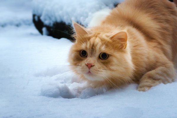 Кошки зимой