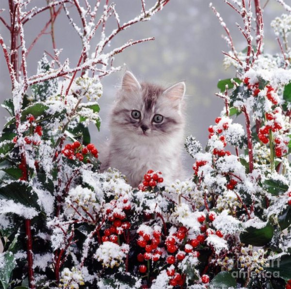 Кошка зима