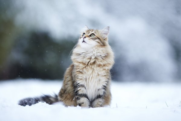 Кошки зимой