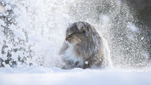 Аляскинский снежный кот