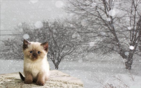 Зимние котики