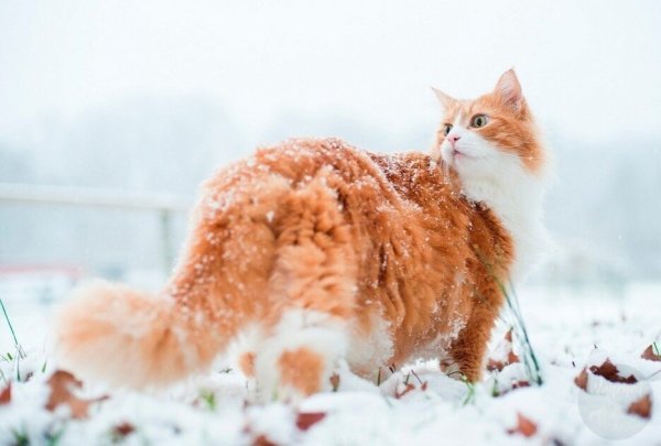 Кот зима