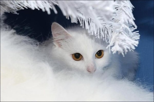 Пушистая Снежная зима