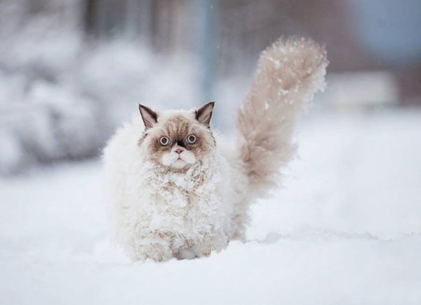Аляскинский снежный кот