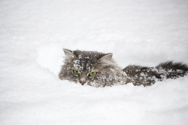 Кот в снегу