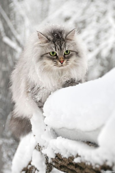 Кошки зимой