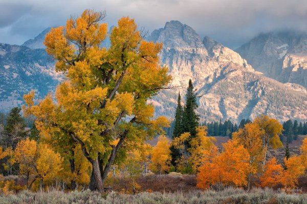 Вайоминг кленовый лес США