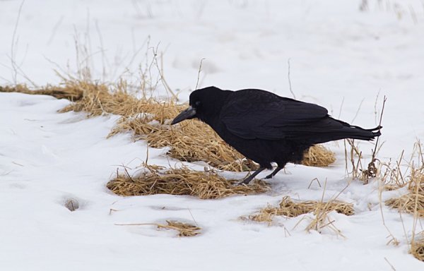 Грачи на снегу