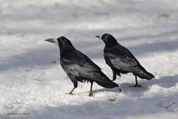 Грачи зимой в городе