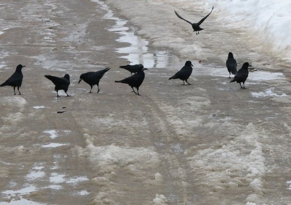 Грачи на дороге