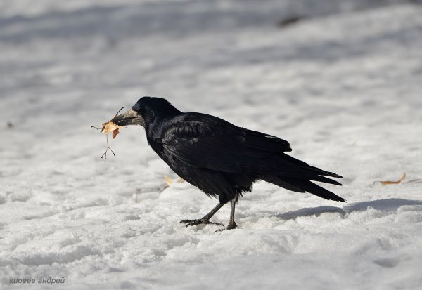Грачи на проталинах