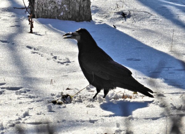 Грач зимующая птица