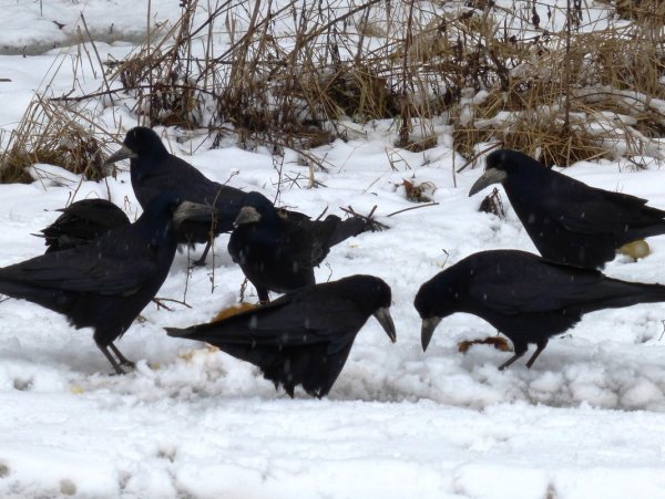 Стая грачей