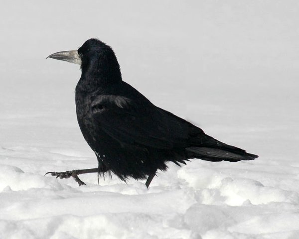 Грач Перелетная