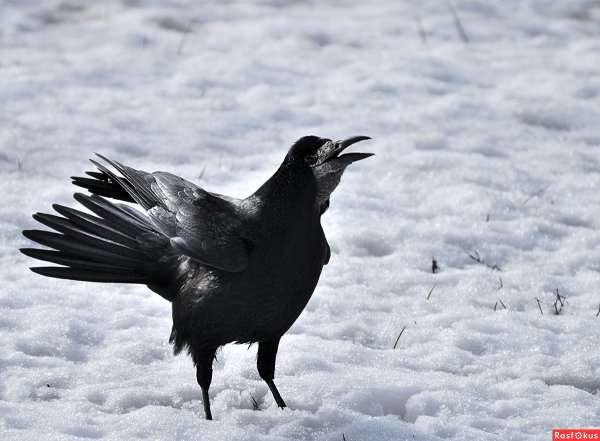 Грач зимующая птица