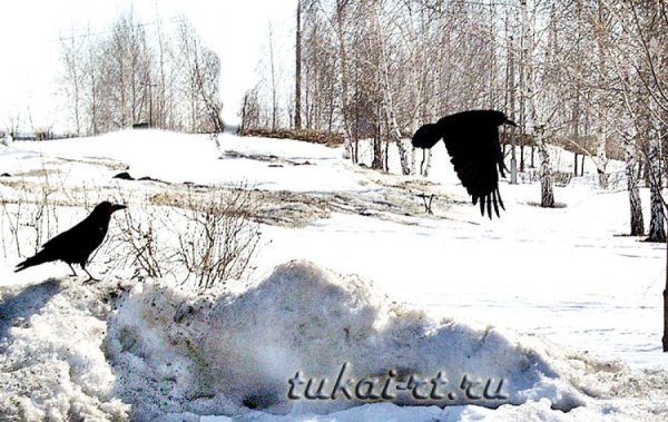 Весна Грачи на снегу