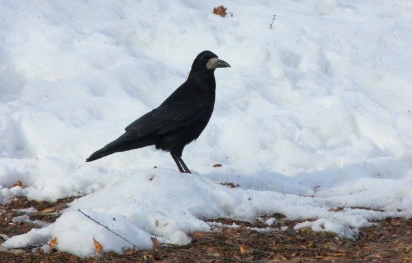 Грачи на снегу