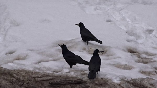Грачи прилетели