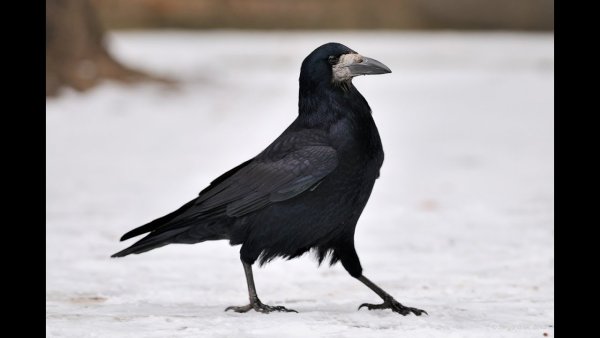 Грач зимующая птица