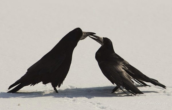 Грачи киричи