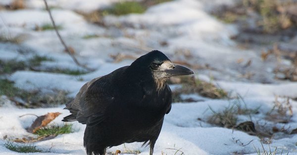 Грач милималистика