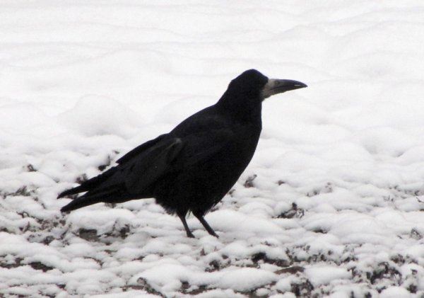 Грач зимующая птица
