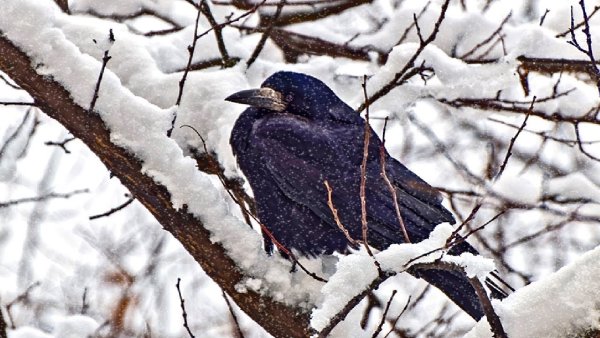 Грач зимой