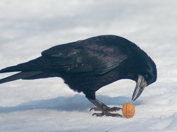 Грач умная птица