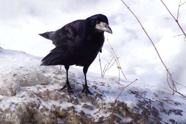 Грачи на снегу