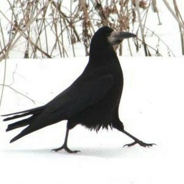 Грач зимой