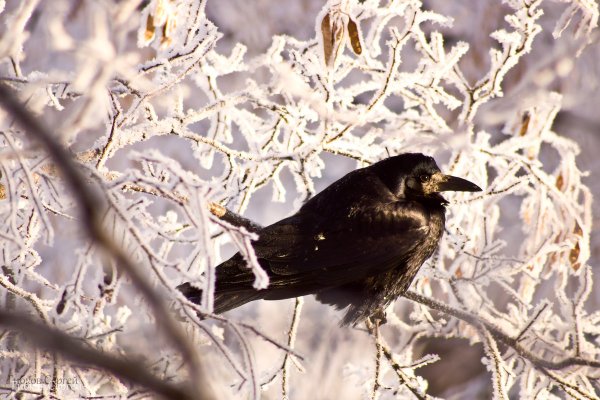 Ворона зимой