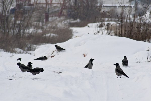 Вороны на зимнем лугу