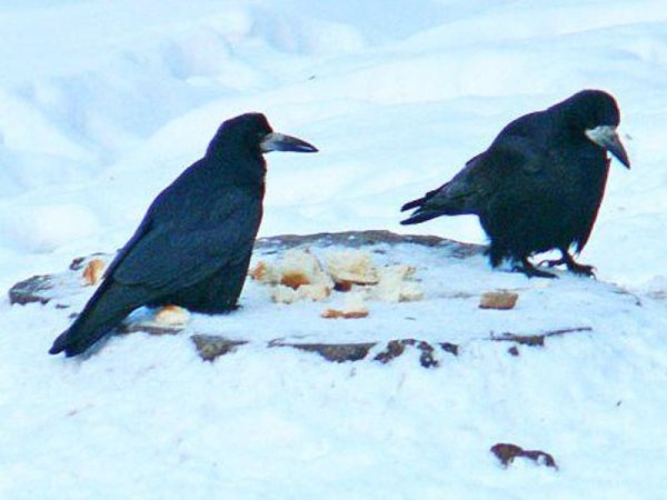 Грачи зимуют