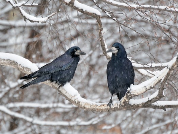 Грачи зимуют