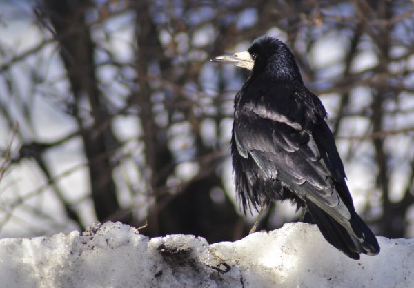 Грачи в марте