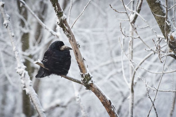 Грачиная зима