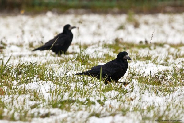 Грачи весной