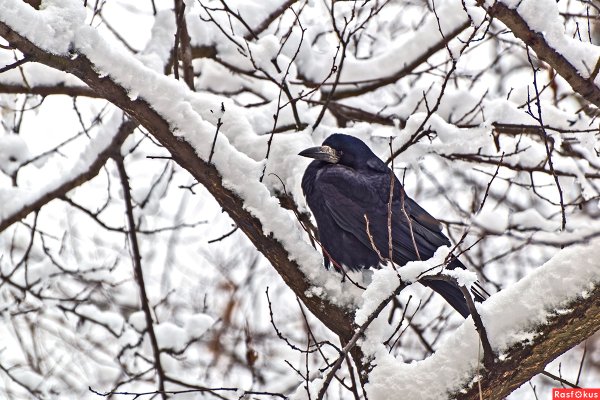 Грач птица Весенняя
