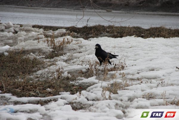 Весна Грачи на снегу