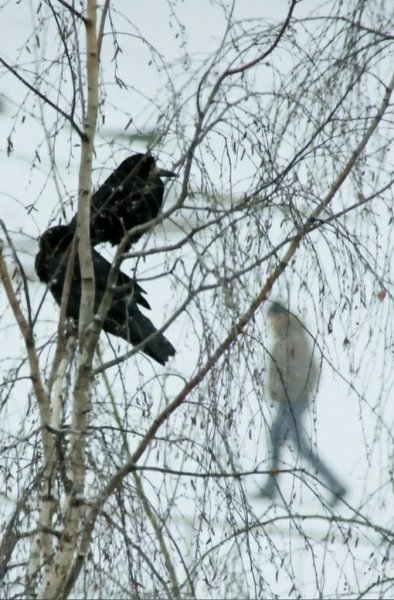 Грачи зимуют