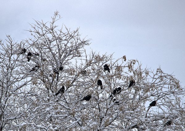Грачи зимуют