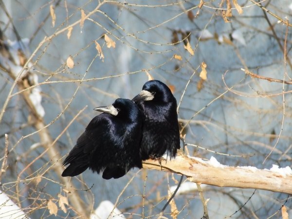 Много грачей