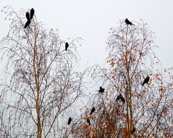 А Грач зимой улетает