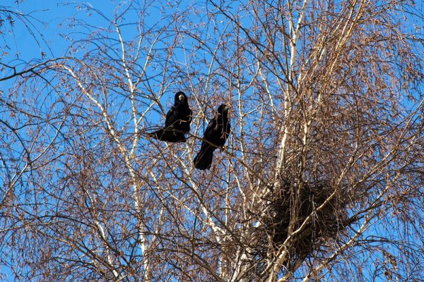 Ранняя Весна Грачи прилетели