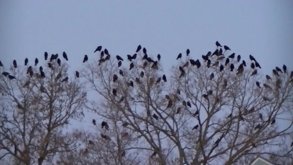 Птицы на верхушках деревьев