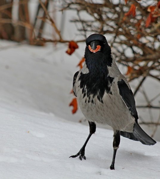 Вороны на снегу