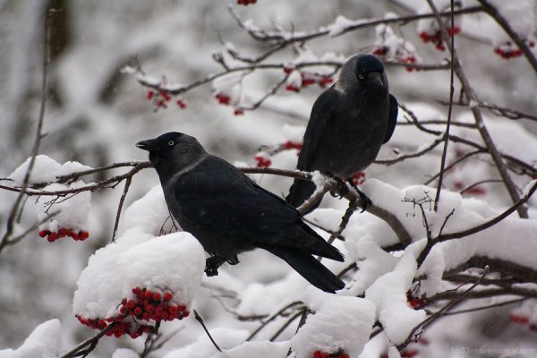 Галка птица зима