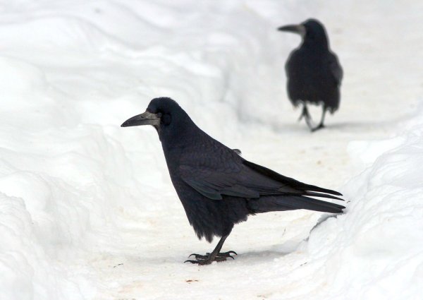 Грач в Карелии