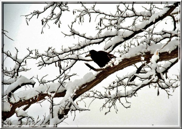 Ворона в зимнем лесу